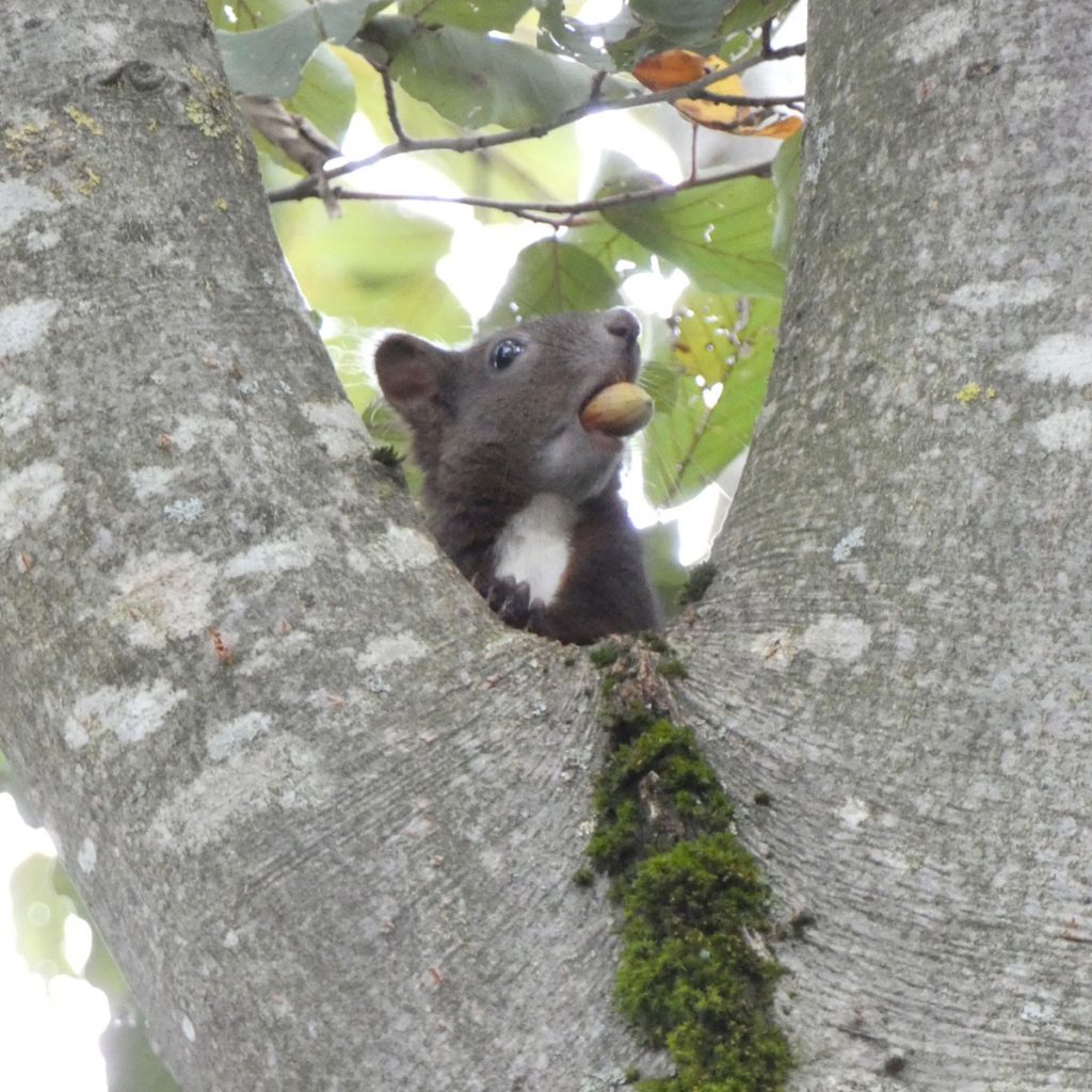 Eichhörnchen mit unreifer Haselnuss