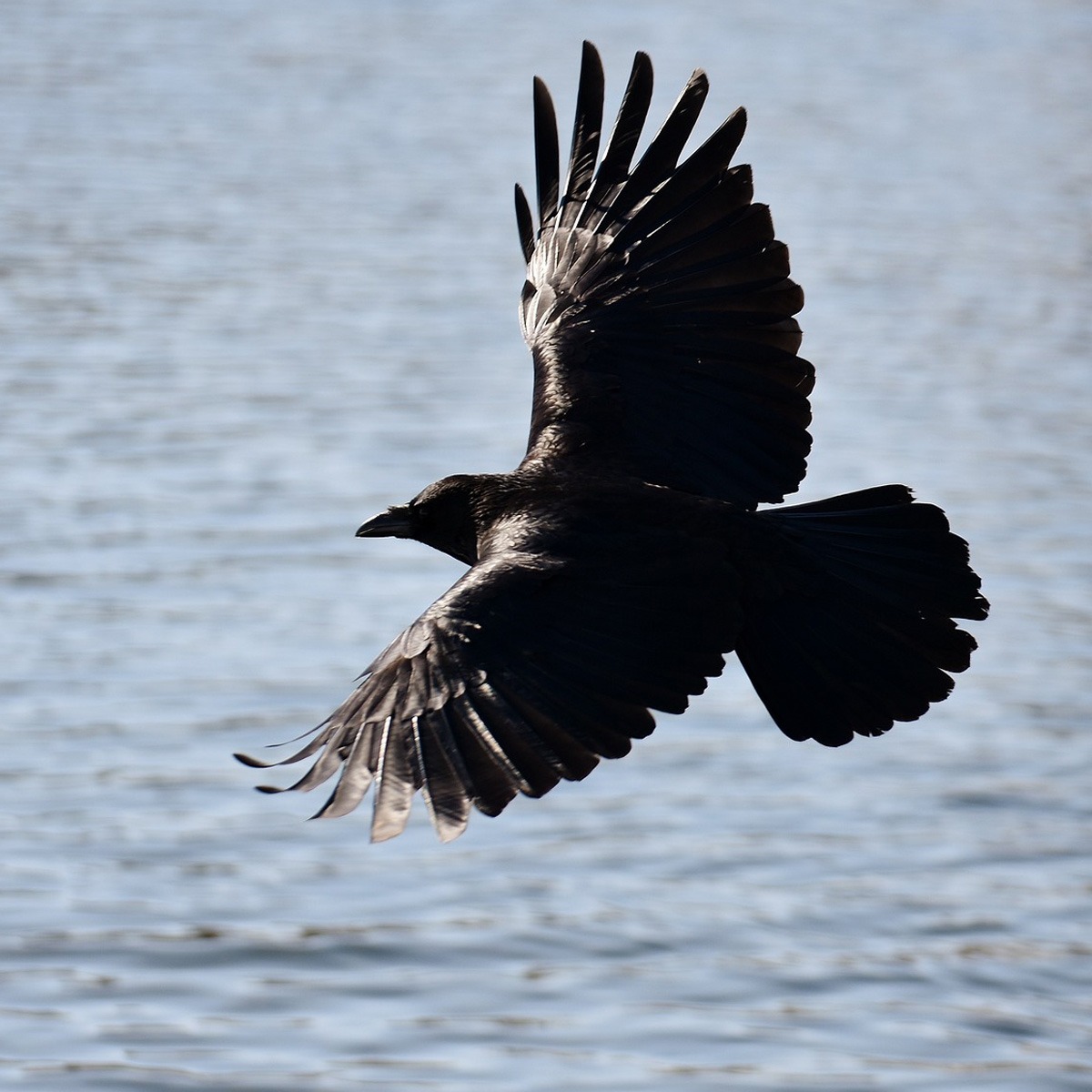 Großer schwarzer Vogel: Rabe oder Krähe?