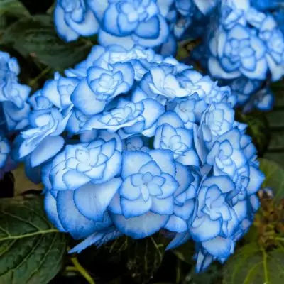 Garten-Hortensie Miss Saori, blau 1