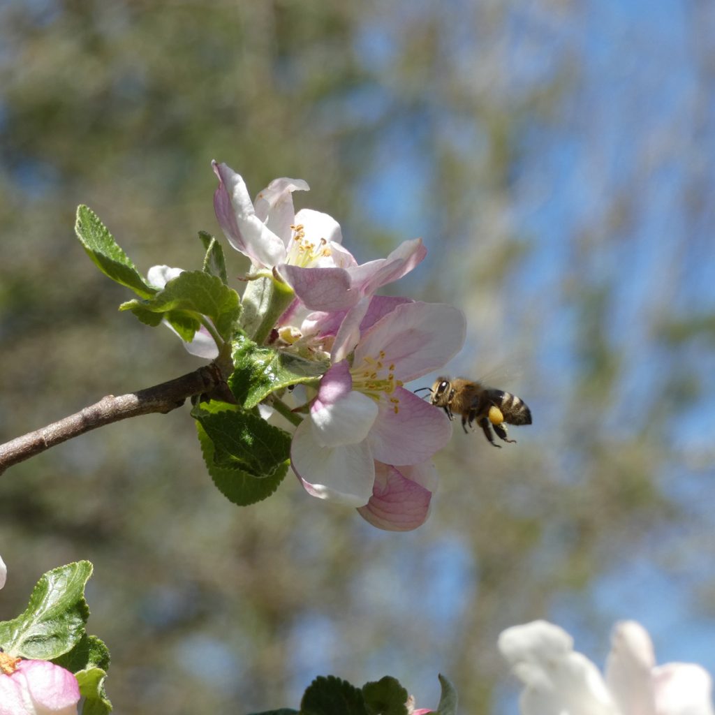 Wildbienen im Garten ansiedeln 8