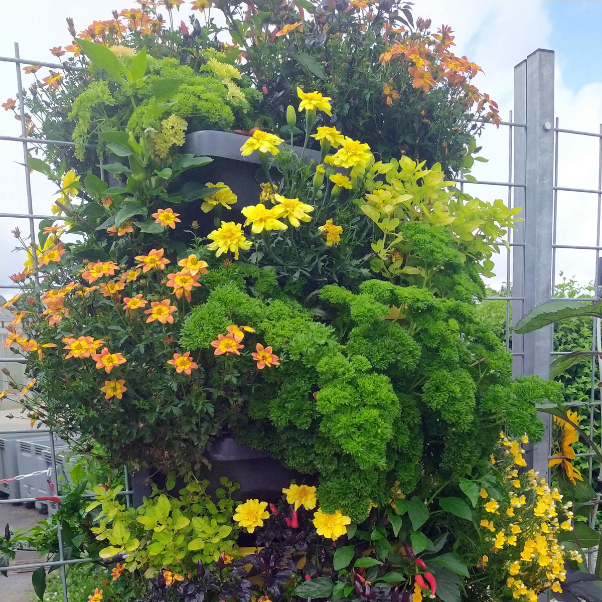 8 tolle Gemüsegarten Gestaltungsideen Zirol