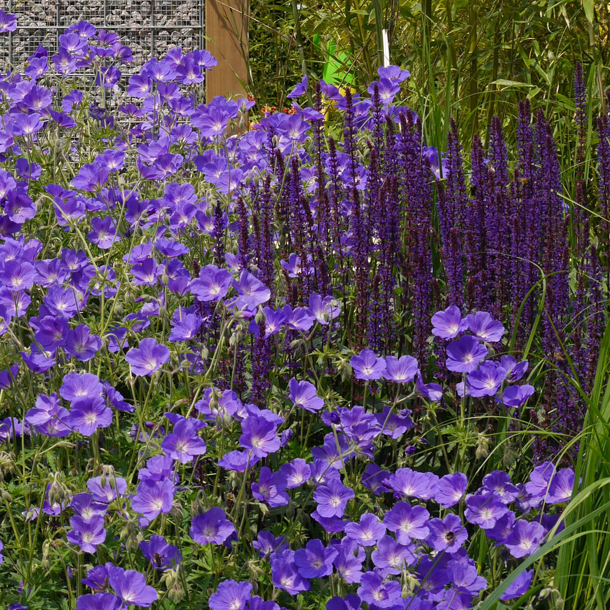 Dahlien-Knollen Set - Mehrfarbige, Winterharte Blumen Für Garten & Balkon | Lange Blütezeit & Bienenfreundlich