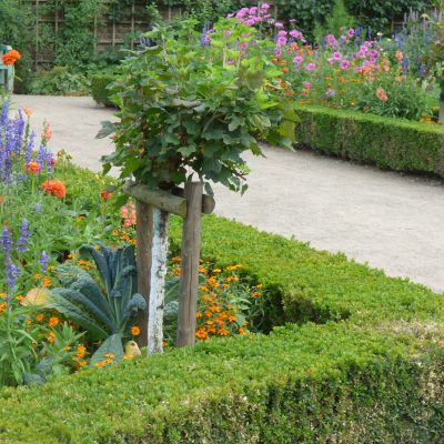 Die 8 besten Beerensträucher für den Garten Zirol