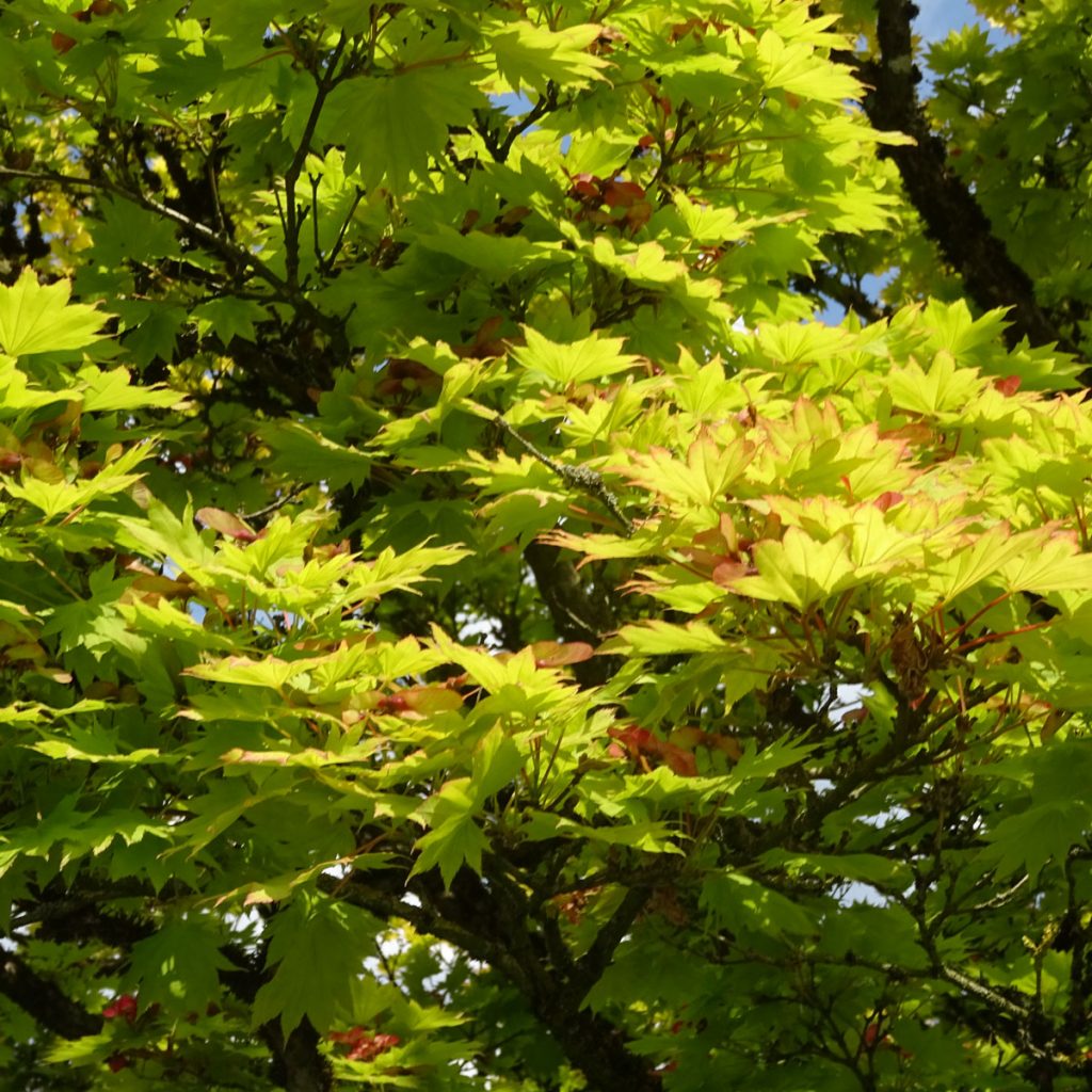 Japanischer Goldahorn 'Aureum' (Acer shirasawanum 'Aureum')