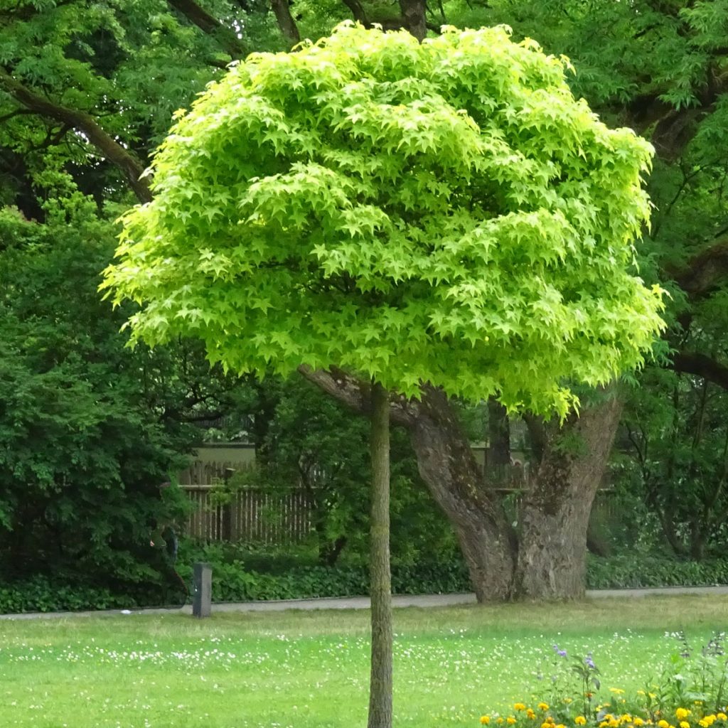 Kugel-Ahorn (Acer platanoides ‘Globosum’)