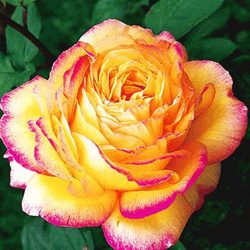 Wie Sie einen kleinen Garten romantisch gestalten - 7 tolle Tipps 9