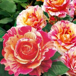 Wie Sie einen kleinen Garten romantisch gestalten - 7 tolle Tipps 12