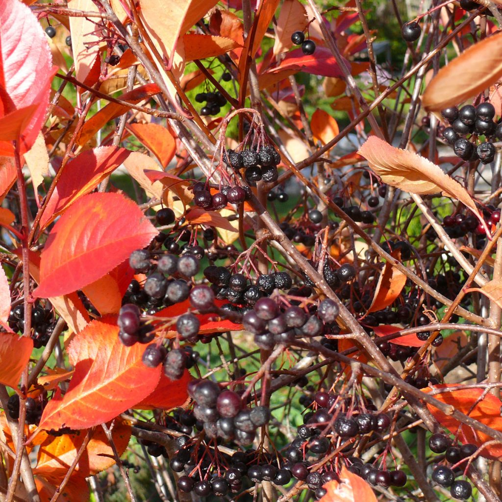 Aroniabeeren in Herbstfärbung