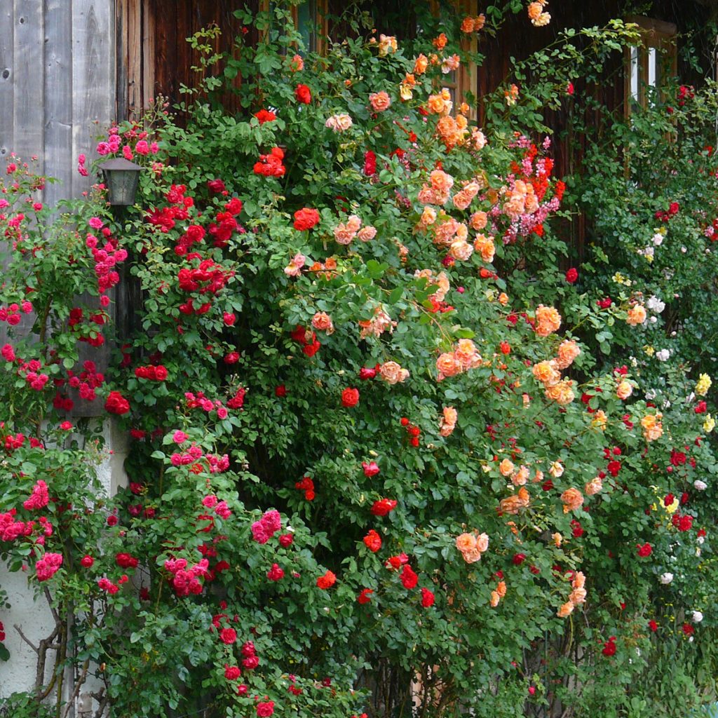 10 Cottage Garten Ideen voller Romantik und Natürlichkeit 35