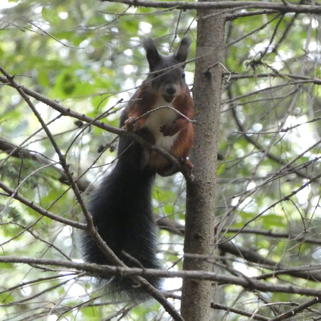 Eichhörnchen anlocken: Die 6 besten Tipps 5