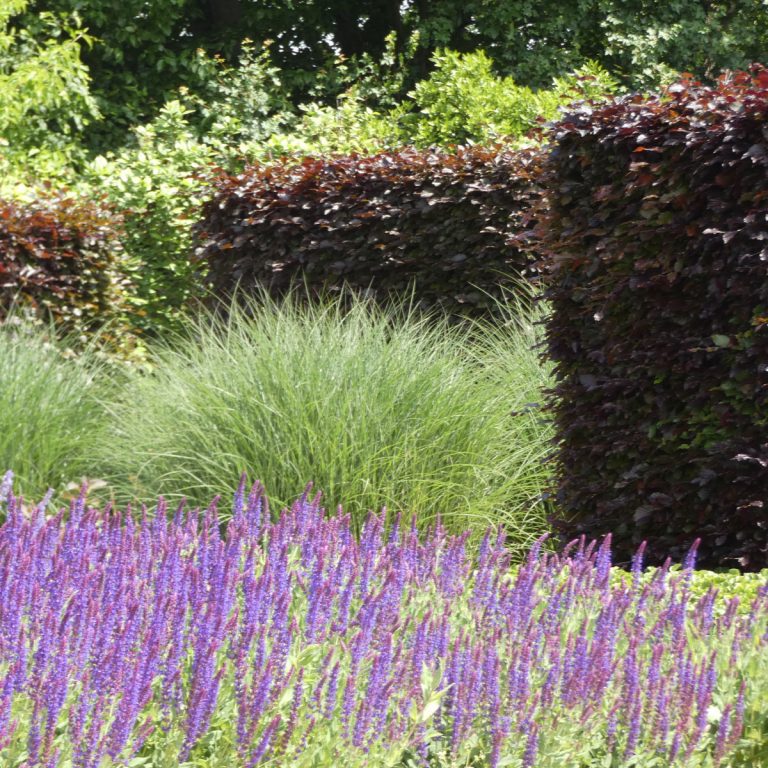 Sichtschutz Hecke modern gestalten Zirol