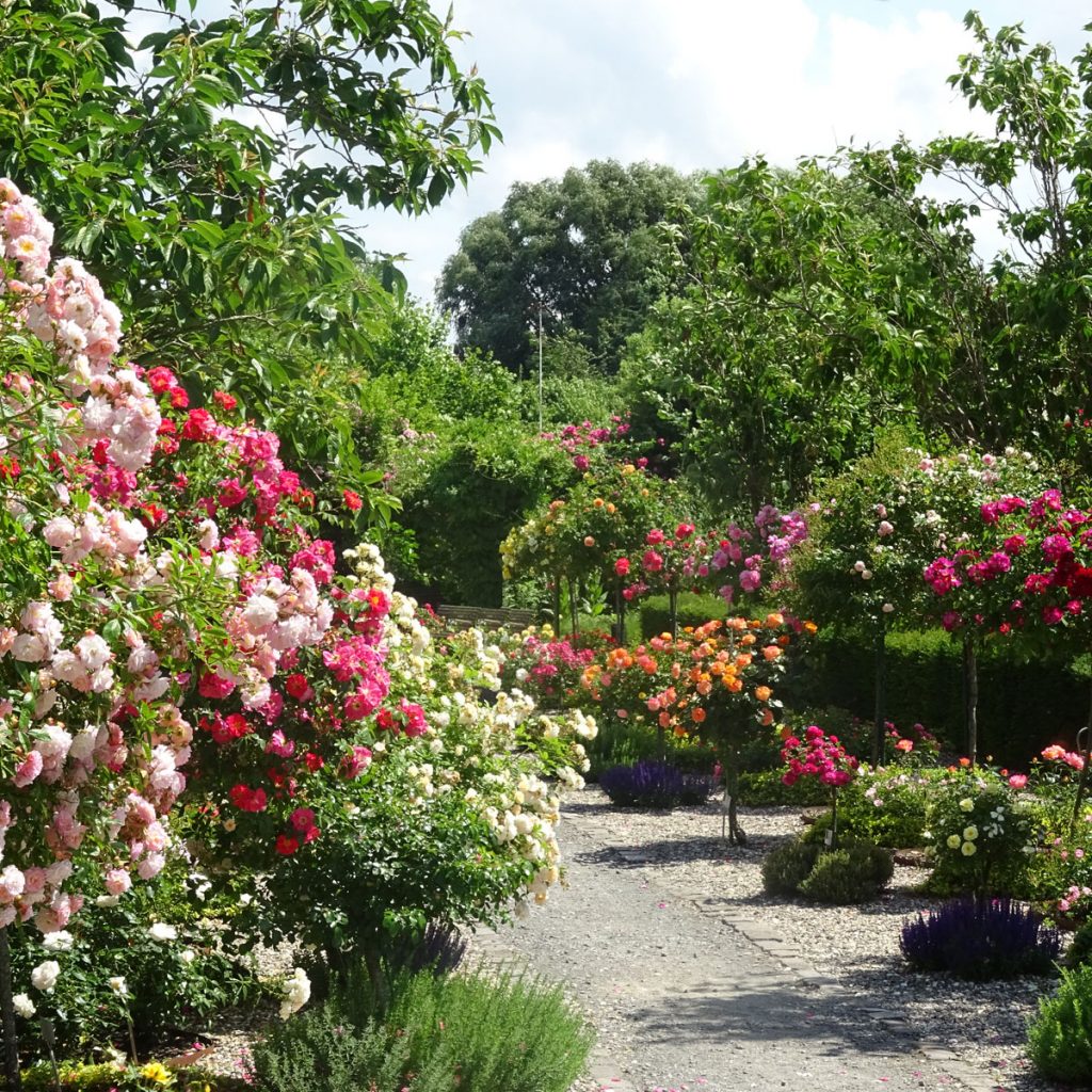 romantischer Rosengarten