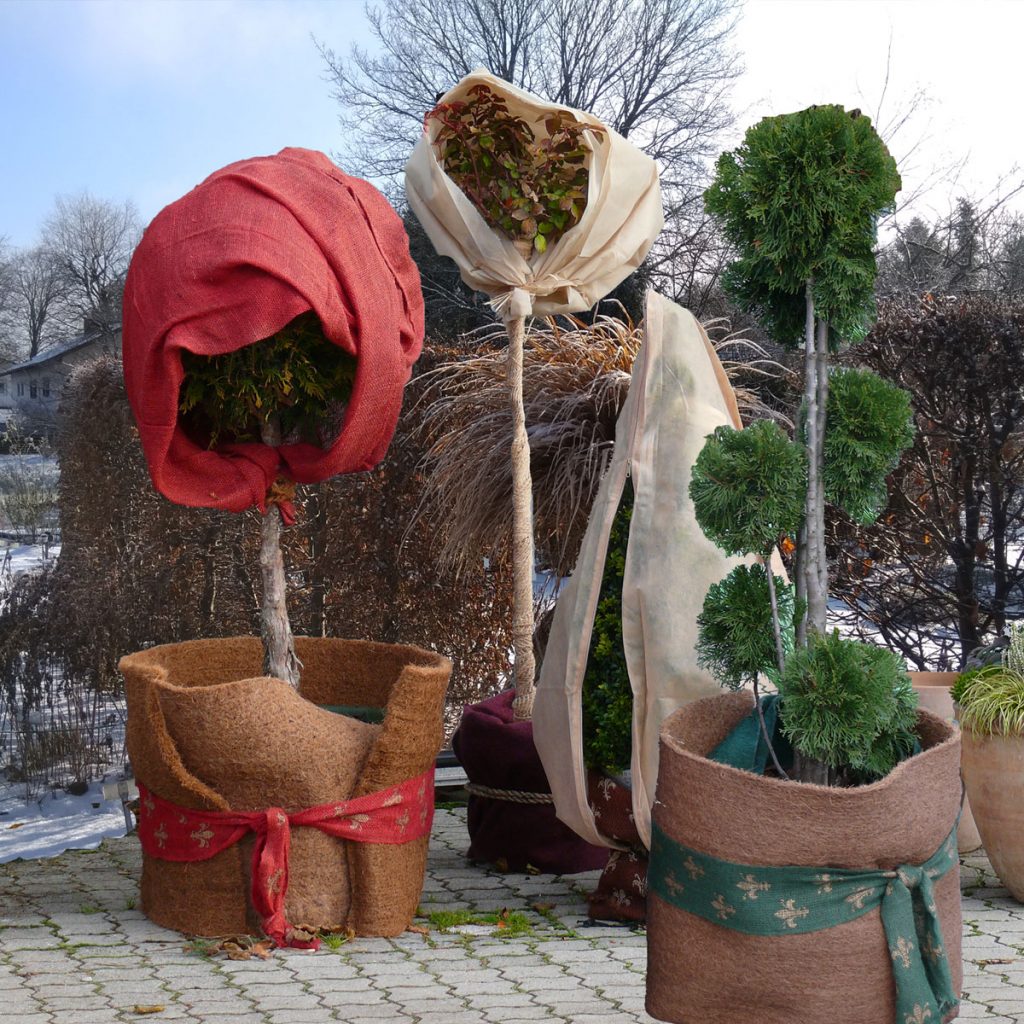 Kübelpflanzen Winterschutz als Weihnachtsdeko