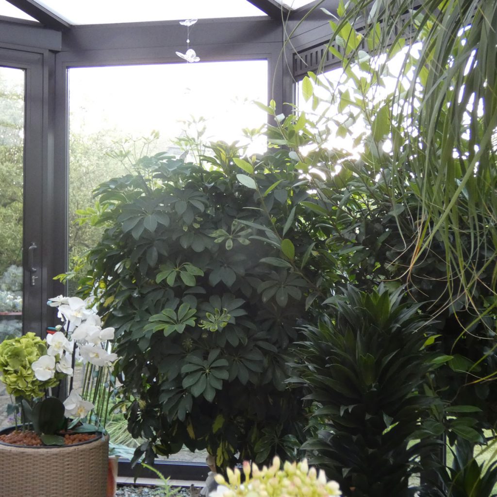 12 Zimmerpflanzen Ideen für eine grünes Zuhause 10