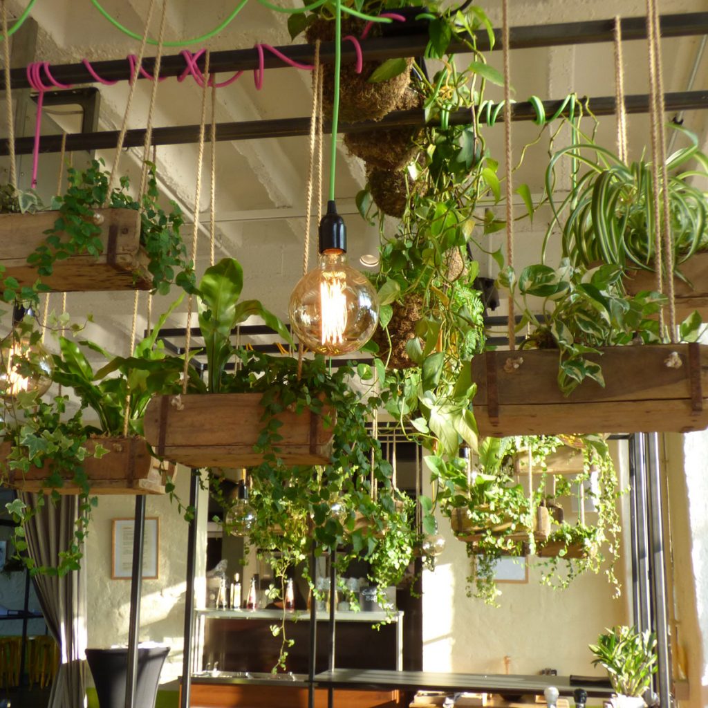 12 Zimmerpflanzen Ideen für eine grünes Zuhause 33