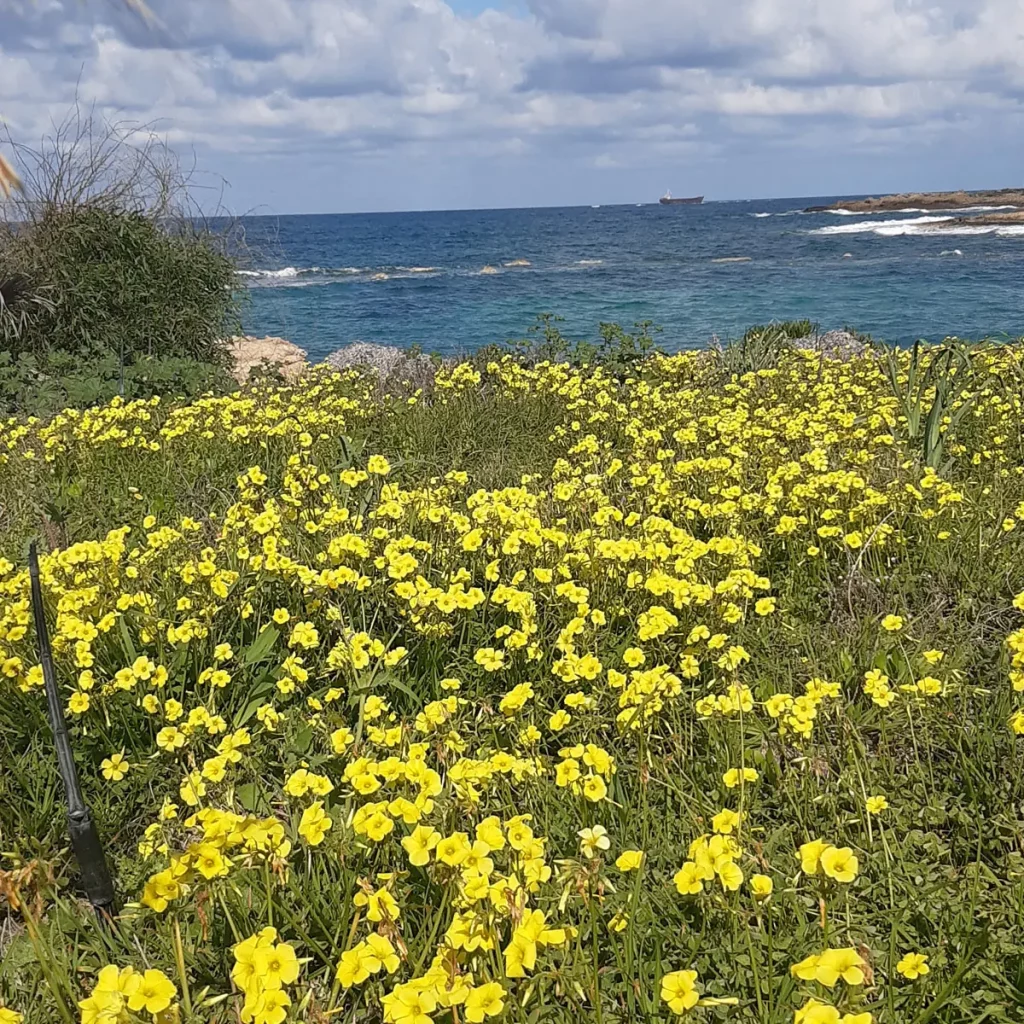 Frühling auf Zypern