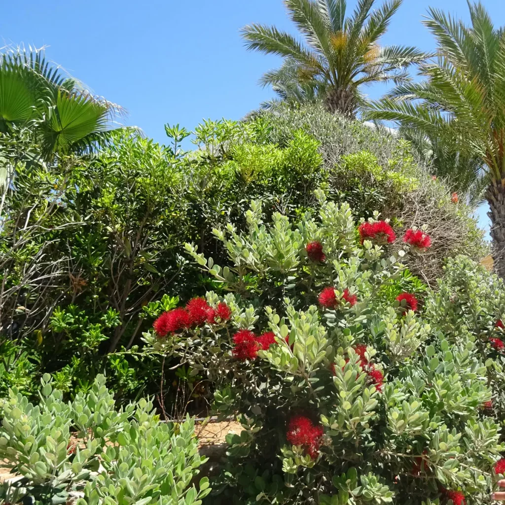 Moderne mediterrane Gärten auf Zypern 20